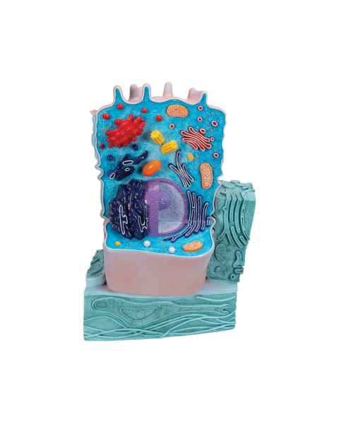 Animal Cell Model