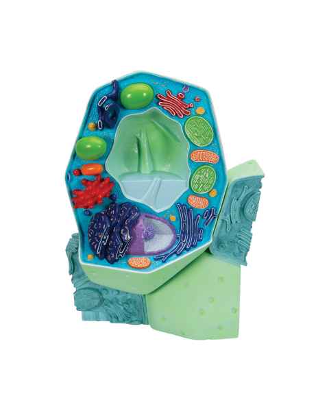 Plant Cell Model - Magnified 500K to 100M Times