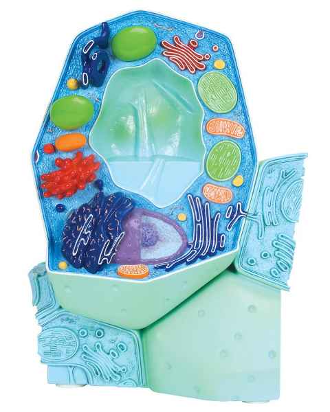 Plant Cell Model - Magnified 500K to 100M Times