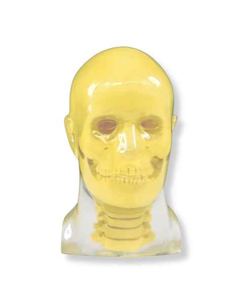 RSD RS-108TCB Head Phantom with Cadaver Bones, Transparent - With Cervical Spine