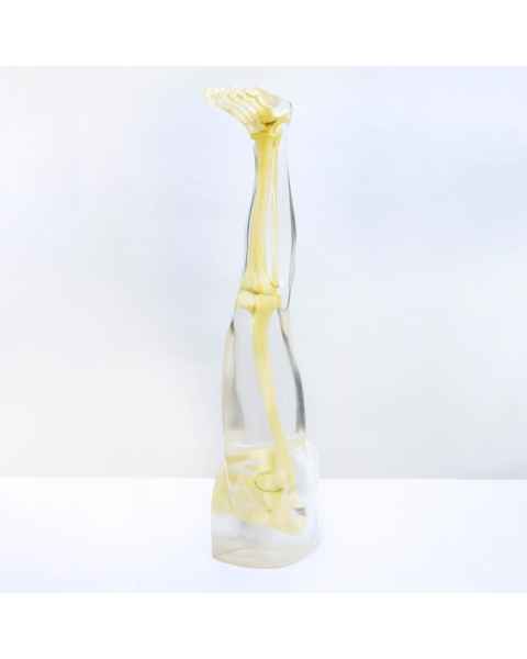 RS-123T Transparent Complete Leg Hip Phantom