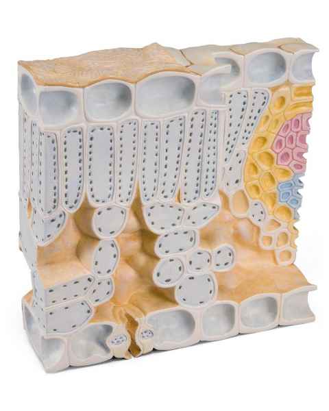 Block Model of Leaf Structure