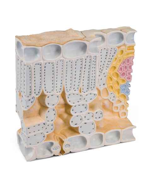 Block Model of Leaf Structure