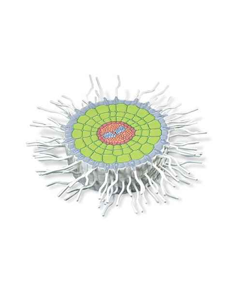3B Scientific T21002 Absorption Zone of the Root Model