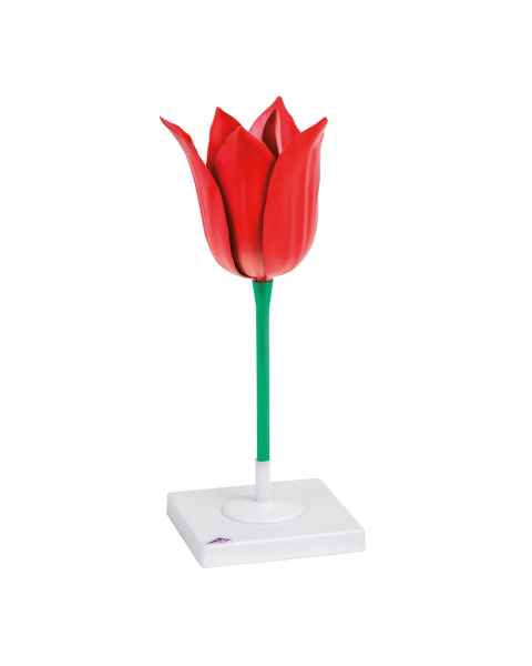 Tulip Flower (Tulipa gesneriana) Model