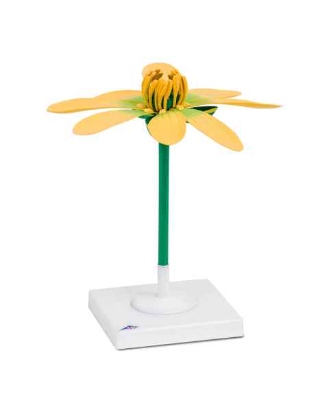 Lesser Celandine Flower (Ficaria verna) Model
