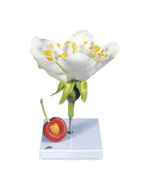 Cherry Blossom with Fruit (Prunus avium) Model