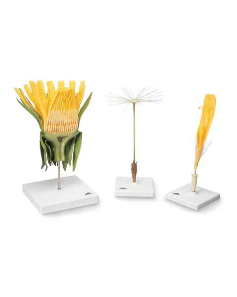 3B Scientific T21022 Dandelion (Taraxacum Officinale) Model