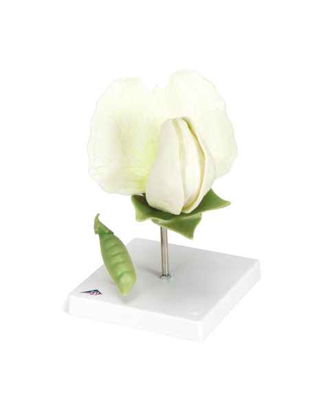 3B Scientific T21026 Pea Blossom (Pisum Sativum) Model - 12-Part