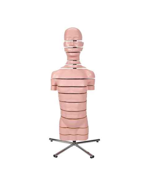 MRI Torso 15 Transverse Sections - 3B Smart Anatomy