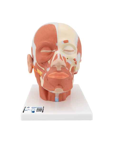 Head and Neck Musculature Model