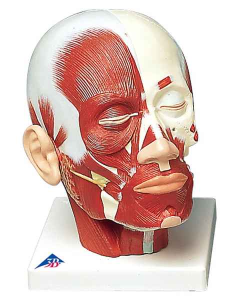 Head and Neck Musculature Model