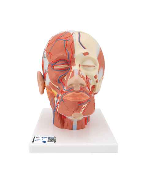 Head and Neck Musculature Model with Blood Vessels