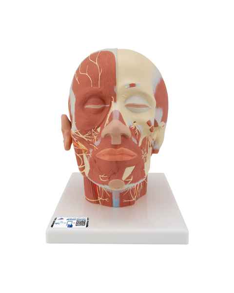3B Scientific VB129 Head and Neck Musculature Model with Nerves - 3B Smart Anatomy