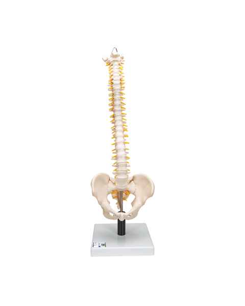 3B Scientific VB84 Flexible Spine Model with Soft Intervertebral Discs - 3B Smart Anatomy