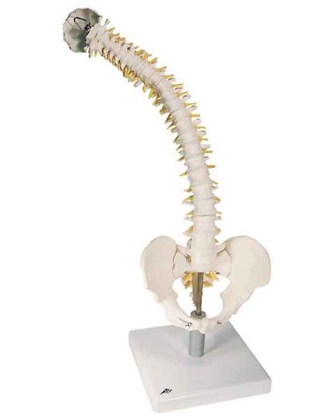Flexible Spine Model with Soft Intervertebral Discs