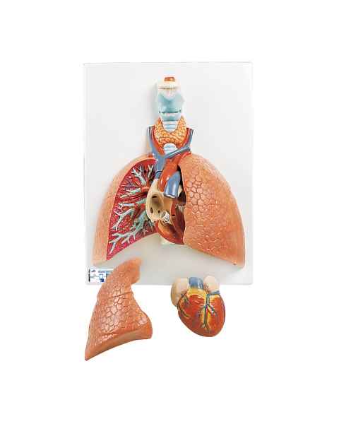 3B Scientific VC243 Lung Model with Larynx 5-Part - 3B Smart Anatomy