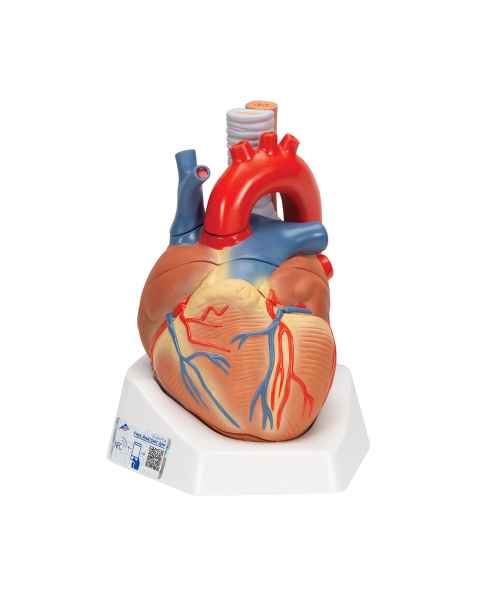 3B Scientific VD253 Heart Model 7-Part - 3B Smart Anatomy