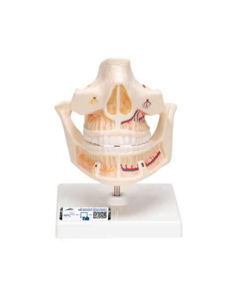 Adult Denture Model