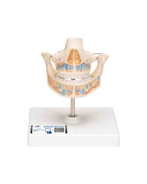 Milk Dentures Model