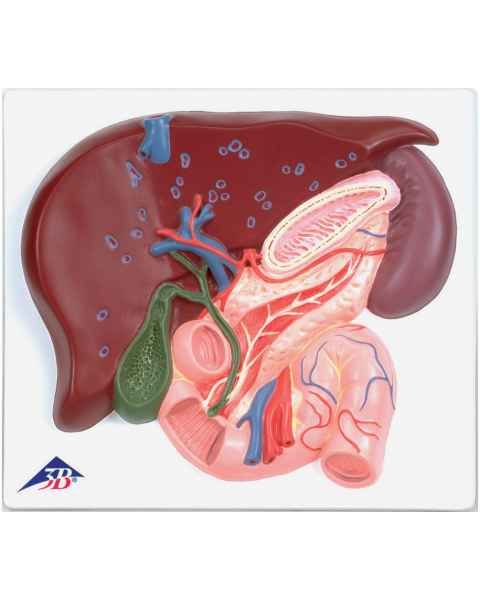 Liver with Gall Bladder Pancreas and Duodenum Model