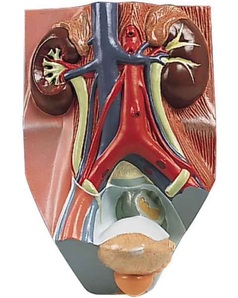 Urinary System Male Model 3/4 Times Life-Size