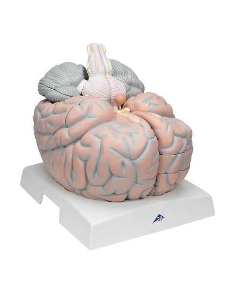 3B Scientific VH409 Giant Brain Model 14-Part 2.5 Times Full-Size - 3B Smart Anatomy