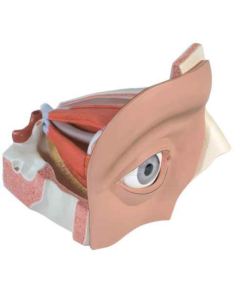 Eye with Optic Nerve Model 12-Part 5 Times Full-Size