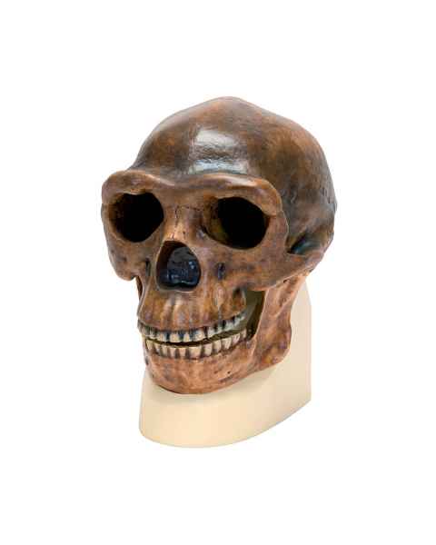 3B Scientific VP750-1 Anthropological Skull Model - Sinanthropus