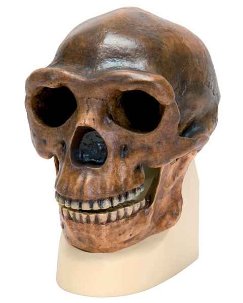 Anthropological Skull Model - Sinanthropus