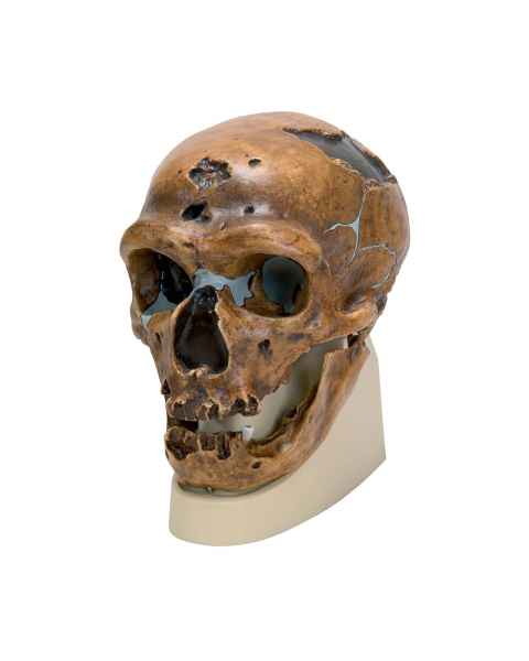 3B Scientific VP751-1 Anthropological Skull Model - La Chapelle-aux-Saints