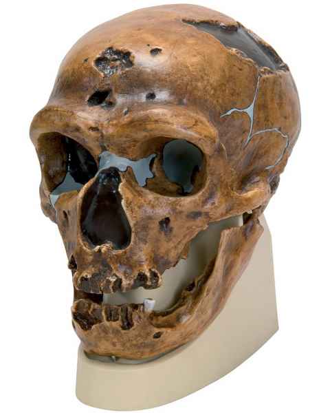 Anthropological Skull Model - La Chapelle-aux-Saints