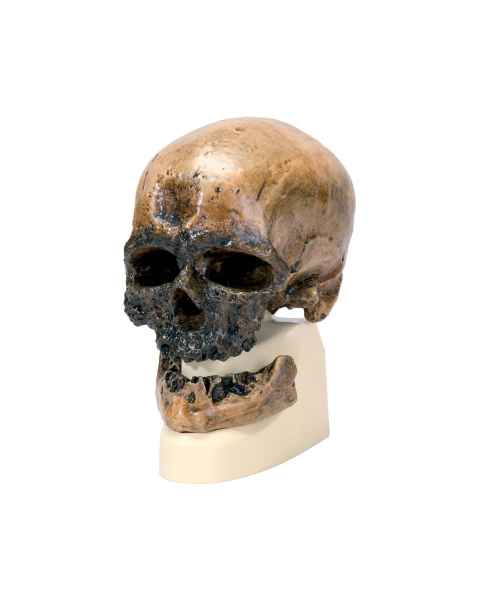 Anthropological Skull Model - Cro-Magnon