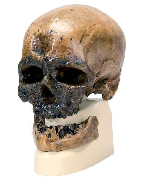 Anthropological Skull Model - Cro-Magnon