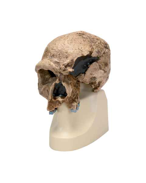 Anthropological Skull Model - Steinheim