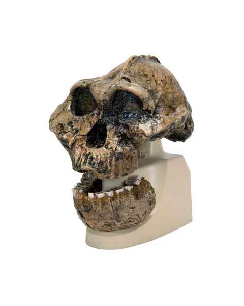Anthropological Skull Model - KNM-ER 406, Omo L. 7A-125