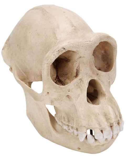 Chimpanzee Skull (Pan Troglodytes) Female Model
