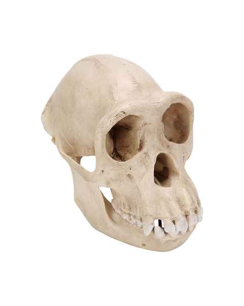 Chimpanzee Skull (Pan Troglodytes) Female Model