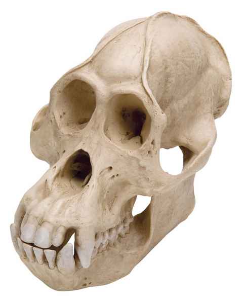 Orangutan Skull (Pongo Pygmaeus) Male Model