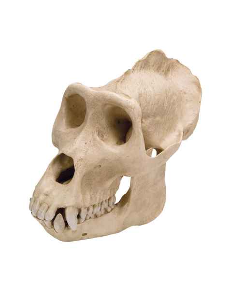 Gorilla Skull (Gorilla Gorilla) Male Model