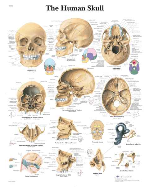 The Human Skulls Chart