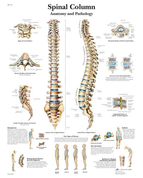 Spinal Column Chart