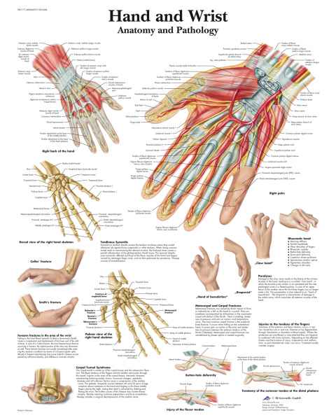 Hand and Wrist Chart