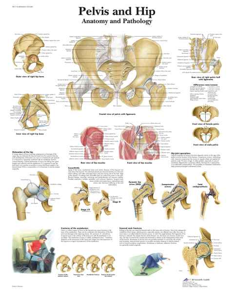 Pelvis an Hip Chart