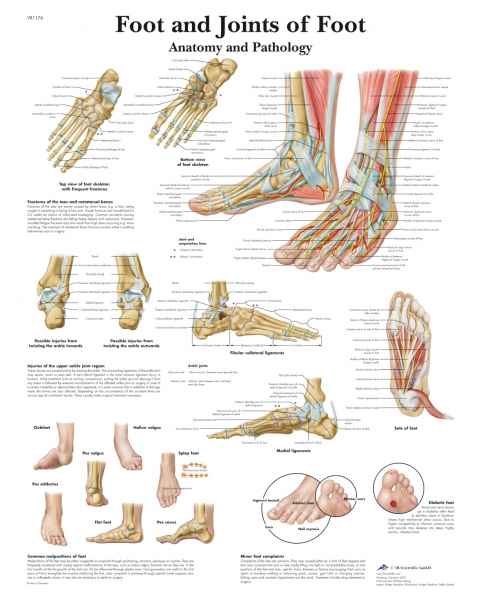 Foot and Joints of Foot Chart