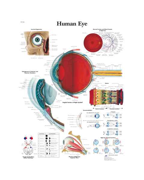 Human Eye Chart