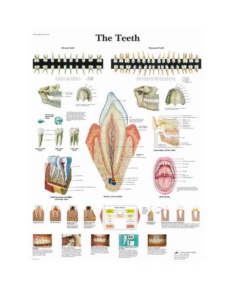 The Teeth Chart