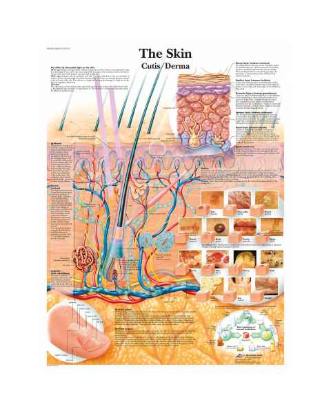 The Skin Chart