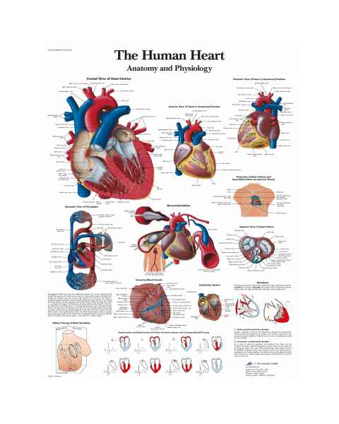 The Human Heart Chart