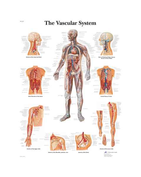 The Vascular System Chart